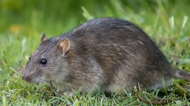 A Rodent