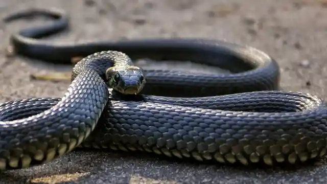 Another Reason For His Scream